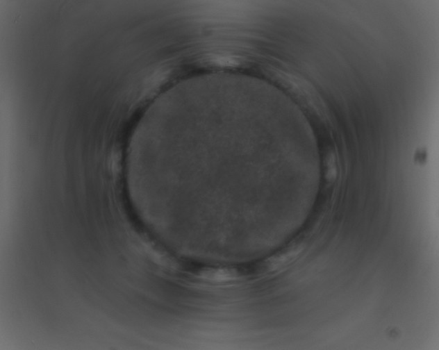 X0000094960559200712131647