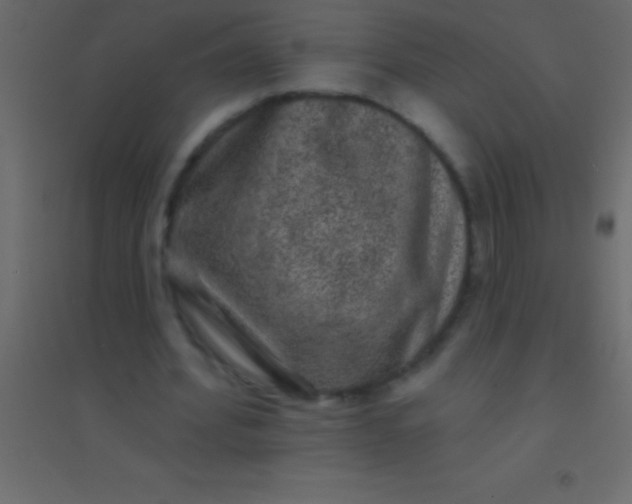 X0000094960580200712131647