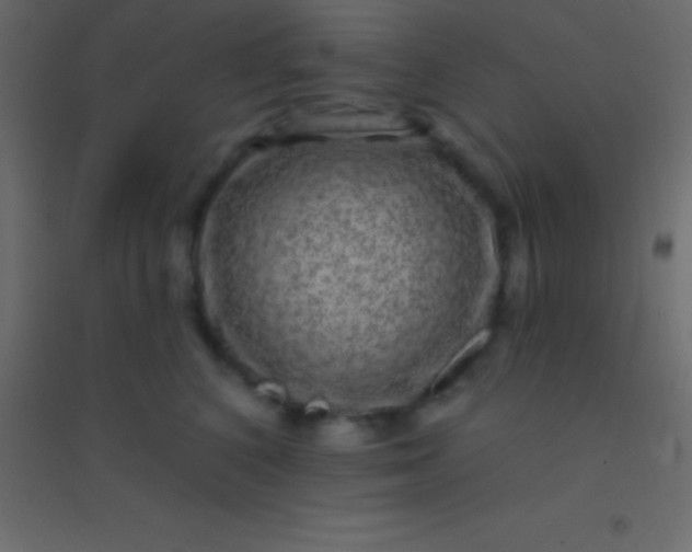 X0000094960616200712131646