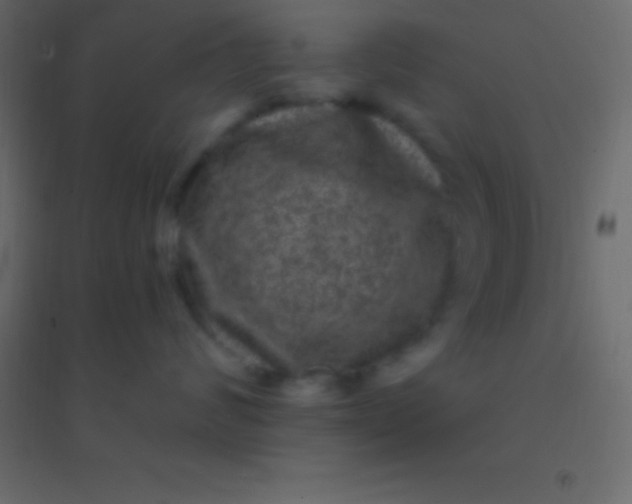 X0000094960624200712131646