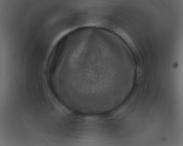 X0000094960628200712131645