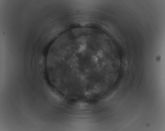 X0000094960650200712131646