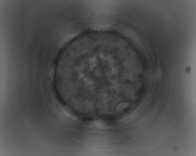 X0000094960652200712131646