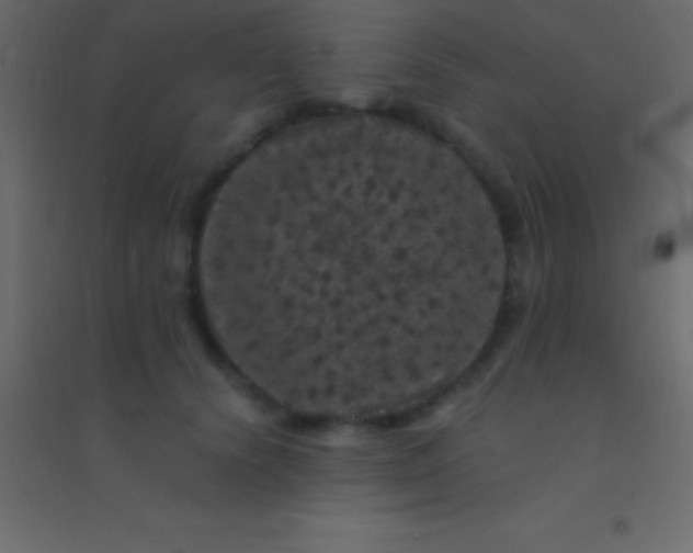 X0000094960656200712131646