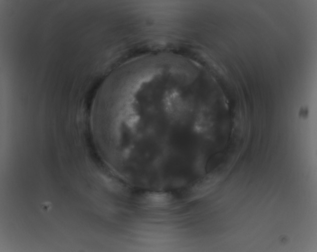 X0000094960659200712131646