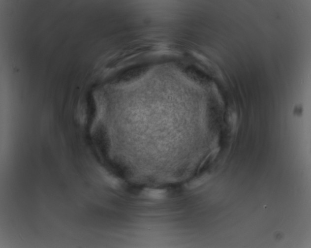 X0000094960665200712131646