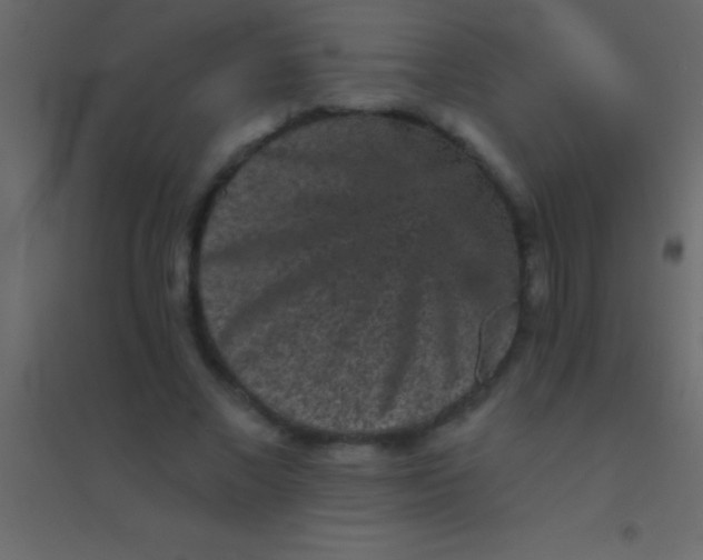 X0000094960685200712131645