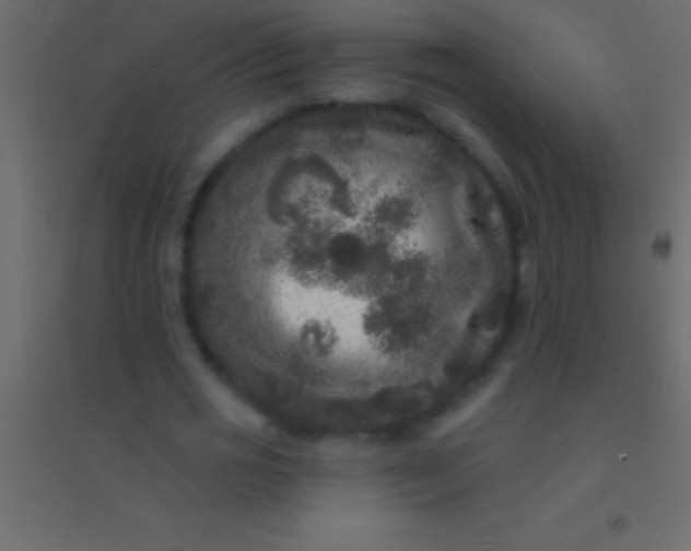 X0000094960725200712131644