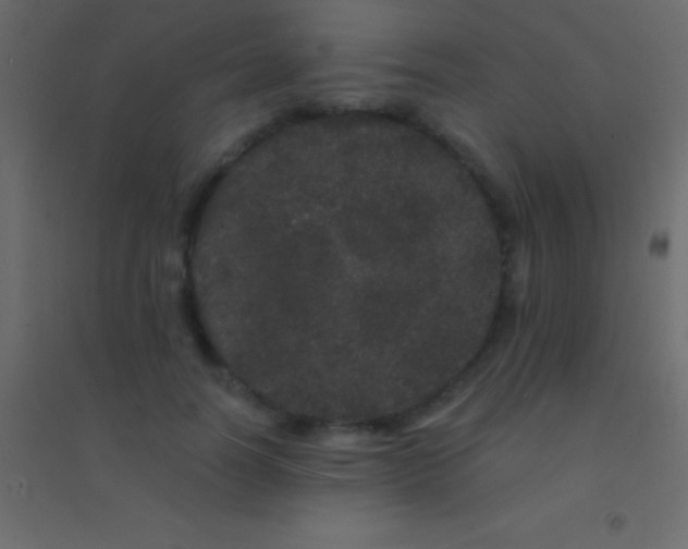 X0000094960746200712131644