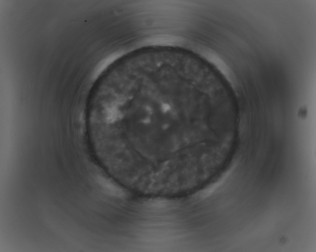 X0000094960829200712131643