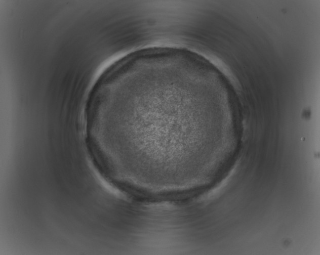 X0000094960838200712131643