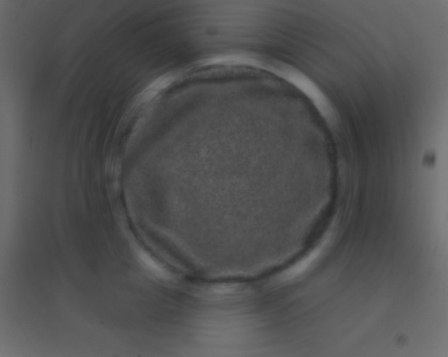 X0000094960857200712131643