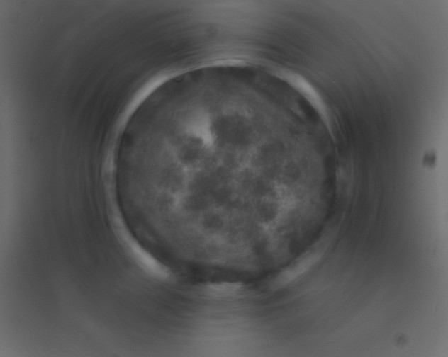 X0000094960859200712131643