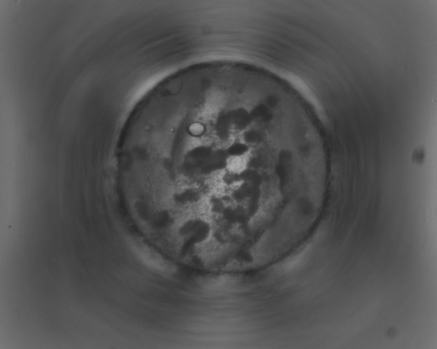 X0000094960879200712131643