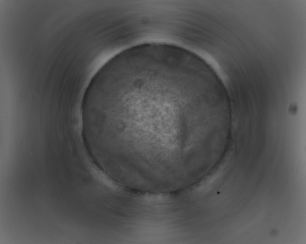 X0000094960887200712131642