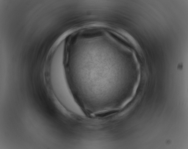 X0000094960910200712131642