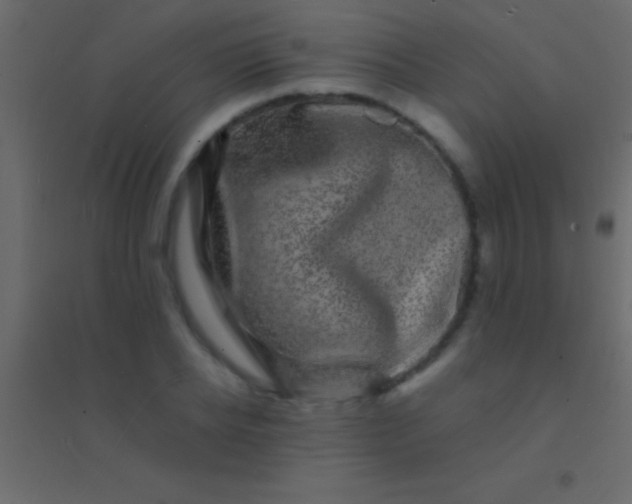 X0000094960934200712131642