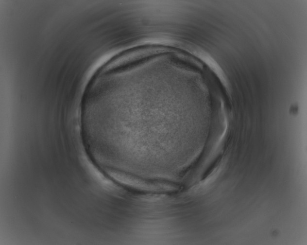 X0000094960939200712131642