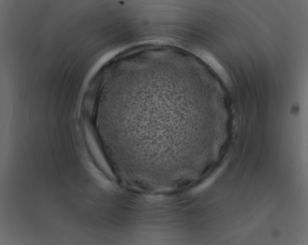 X0000094960940200712131642