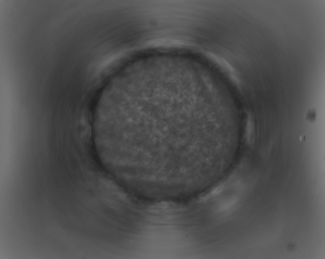 X0000094960966200712131641