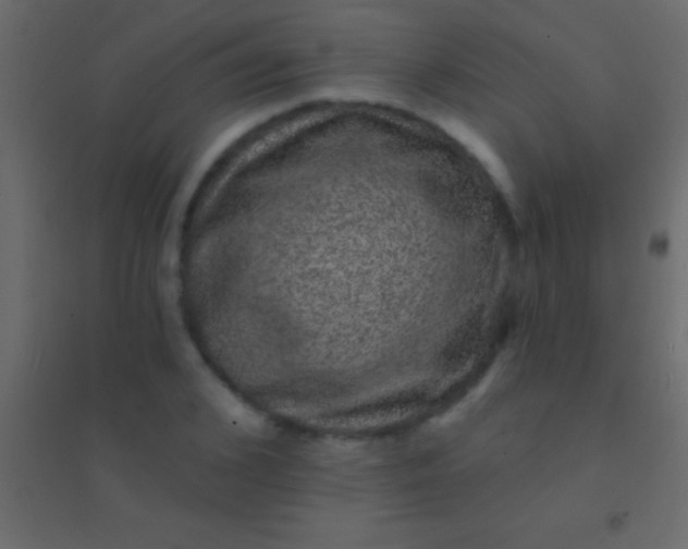 X0000094960976200712131641