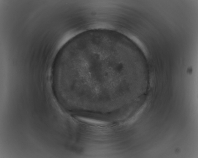 X0000094960983200712131641