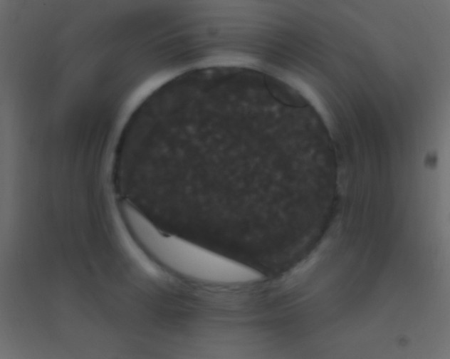 X0000094960995200712131641