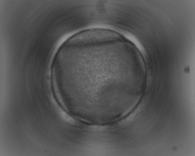 X0000094960996200712131641