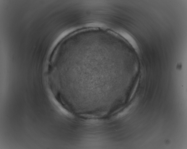 X0000094961000200712131641