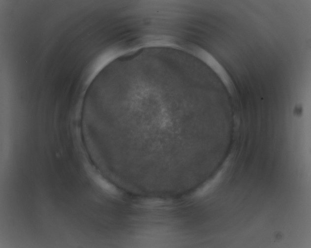 X0000094961002200712131641