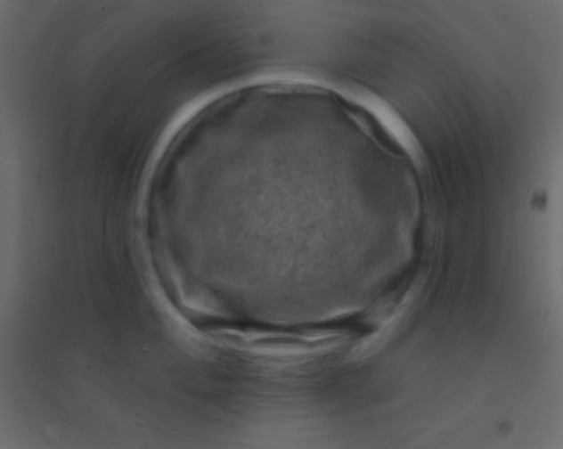 X0000094961004200712131641