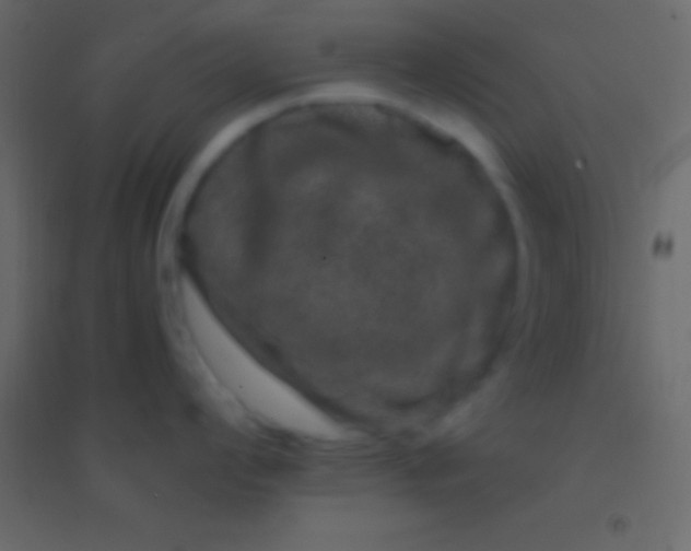 X0000094961008200712131641