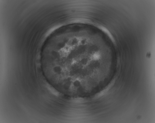 X0000094961019200712131640