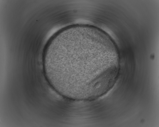 X0000094961022200712131640