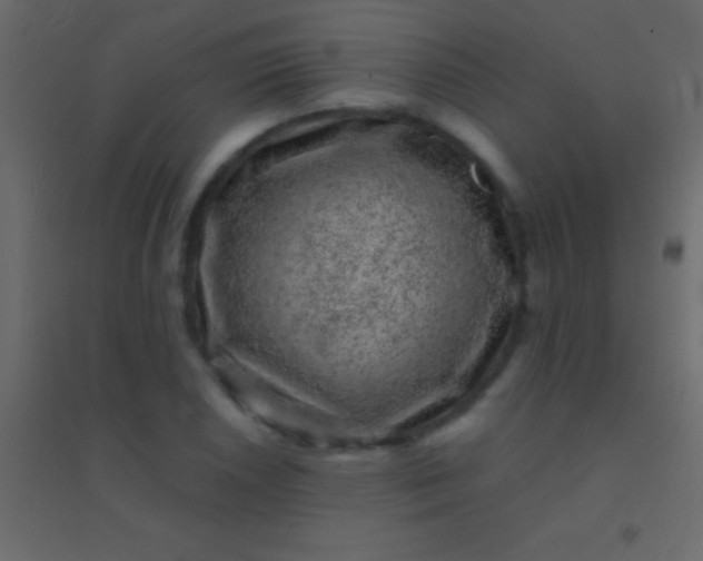 X0000094961026200712131640