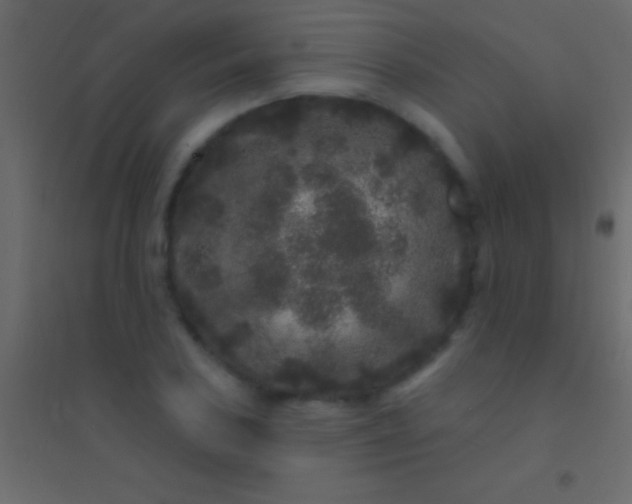 X0000094961027200712131640