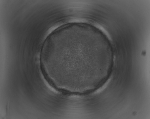 X0000094961033200712131640