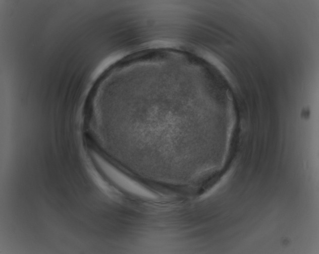 X0000094961034200712131640