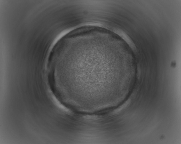 X0000094961036200712131641