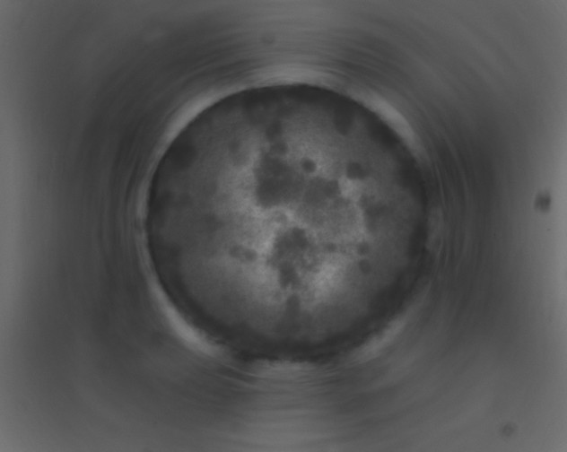 X0000094961039200712131641