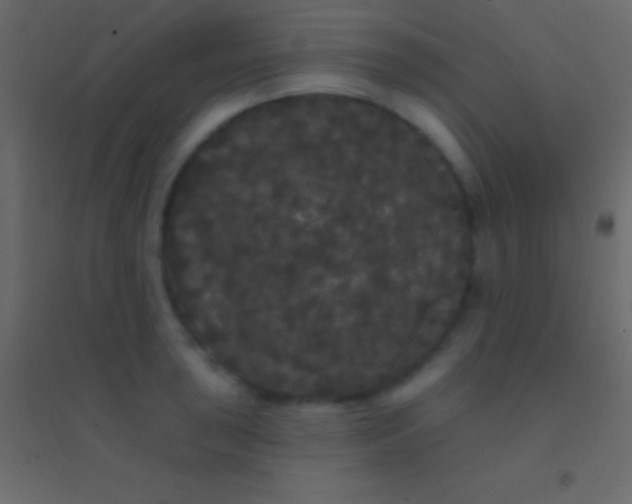 X0000094961043200712131641