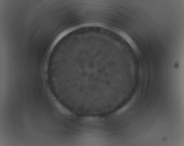 X0000094961052200712131641