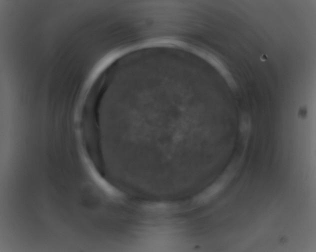 X0000094961054200712131641