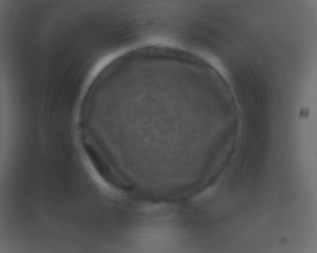 X0000094961056200712131641