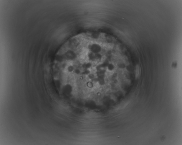 X0000094961059200712131640