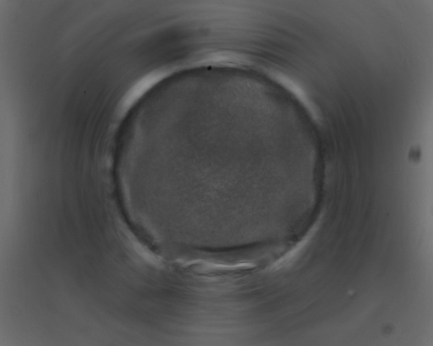 X0000094961066200712131640