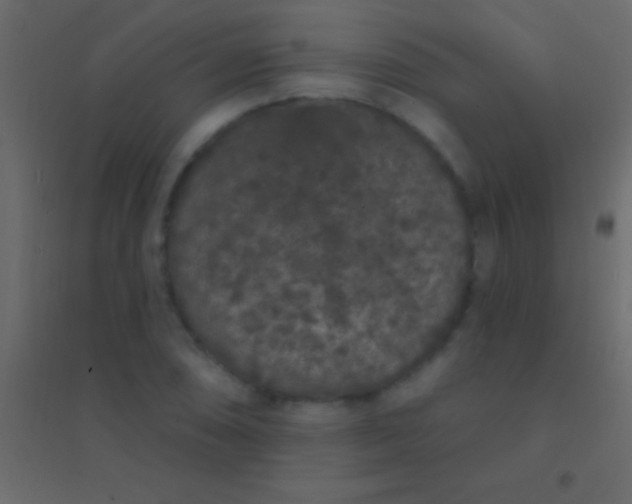 X0000094961074200712131640