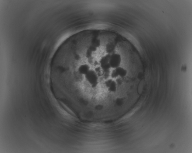 X0000094961083200712131640