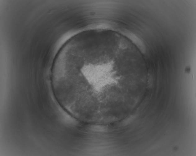 X0000094961086200712131640