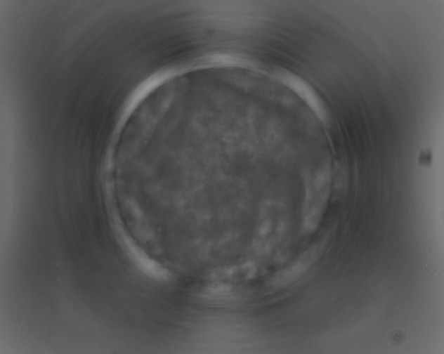 X0000094961098200712131640